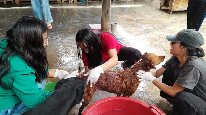 Des membres de l'Église de Huánuco, au Pérou, nettoient des animaux et les locaux d'un refuge pour chiens en juin 2026.