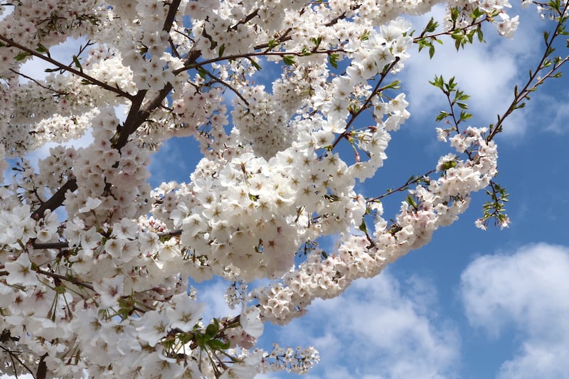Des fleurs blanches sur un arbre.