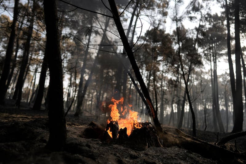 Des arbres brûlés dans une zone ravagée par un feu de forêt près de Casavieja, dans la province d’Ávila, en Espagne, le jeudi 30 juillet 2026.