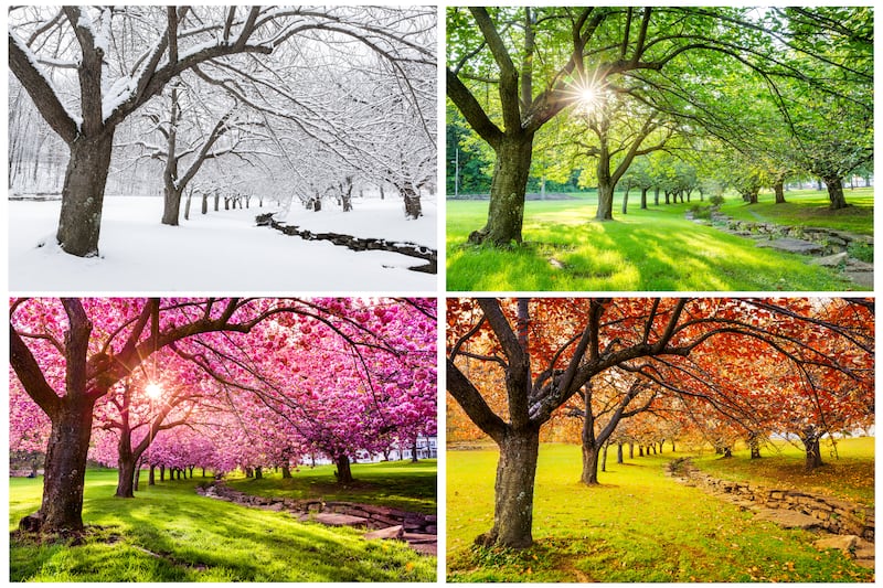 Un arbre au-dessus de l'herbe et d'un ruisseau est vu aux quatre saisons dans quatre images. Dans le sens des aiguilles d'une montre en partant du haut a gauche : couvert de neige ; feuilles et herbe vertes ; feuilles orange et herbe jaune-vert ; feuilles roses et herbe verte.