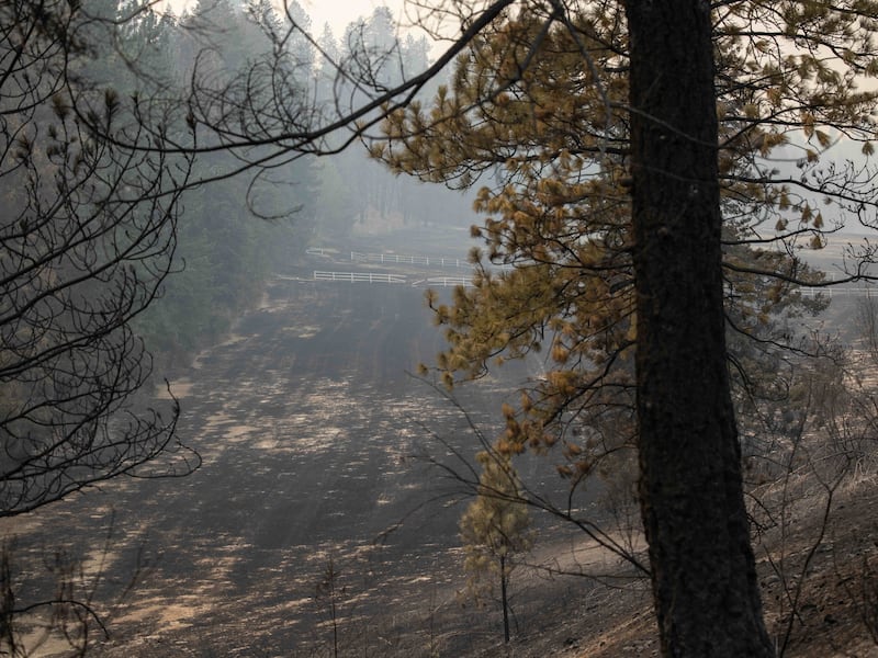 Des arbres brûlés et des cendres sont visibles dans une zone endommagée par les incendies du complexe de Spokane, à Spokane (Washington), le lundi 3 août 2026.