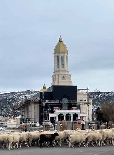 Des moutons passent devant le temple d'Ephraim (Utah), à Ephraim (Utah), pendant sa construction. Val et Linda Hill, qui ont servi comme missionnaires affectés à un projet particulier sur le site du temple, ont pris des photos comme celle-ci pour documenter la construction du temple.